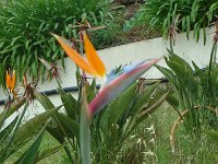 S2350015  Oiseau du paradis