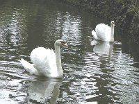 S2350031  Dans le village de Monte un couple sérieux