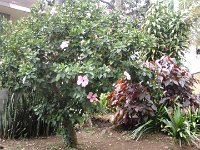S2350049  Le jardin tropical de Monte