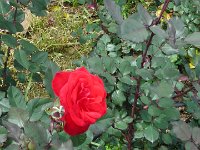 S2360104  Les rosariums de Santana