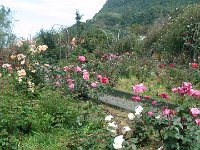 S2360105  Les rosariums de Santana