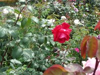 S2360107  Les rosariums de Santana