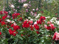 S2360108  Les rosariums de Santana