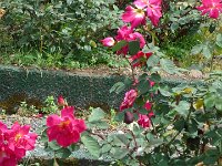 S2360109  Les rosariums de Santana