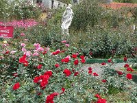 S2360110  Les rosariums de Santana