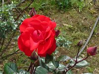 S2360111  Les rosariums de Santana
