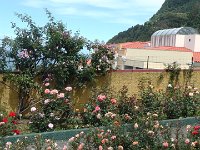 S2360113  Les rosariums de Santana
