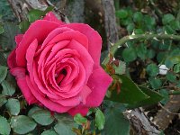 S2360114  Les rosariums de Santana