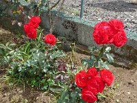 S2360115  Les rosariums de Santana