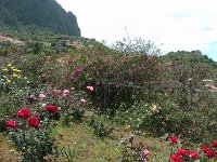 S2360116  Les rosariums de Santana