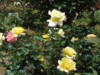 S2360117  Les rosariums de Santana