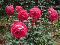 S2360118  Les rosariums de Santana