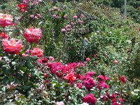 S2360120  Les rosariums de Santana