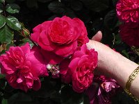 S2360122  Les rosariums de Santana