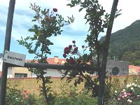 S2360127  Les rosariums de Santana