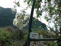 S2360128  Les rosariums de Santana