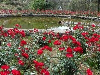 S2360132  Les rosariums de Santana