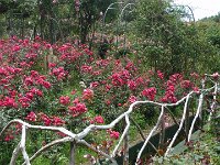 S2360135  Les rosariums de Santana