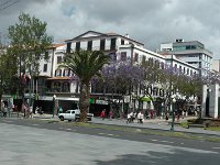 S2380031  Promenade sur la grande avenue de Funchal