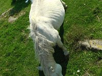 S2940053  Le pottok est une race de poneys qui vit dans l'ouest du Pays-Basque.