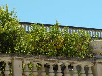 S2670064  Les beaux citrons de Syracuse