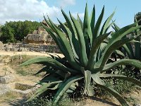 S2690145  Agrigente et la vallée des Temples