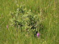 IMG 1491  Lajo (48120, Lozère) randonnée