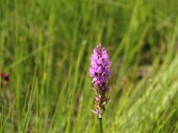 IMG 1492  Lajo (48120, Lozère) randonnée