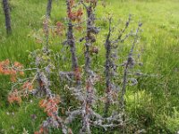 IMG 1495  Lajo (48120, Lozère) randonnée